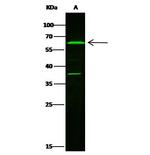 LTA4H Antibody in Western Blot (WB)