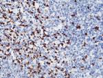 Lactoferrin Antibody in Immunohistochemistry (Paraffin) (IHC (P))