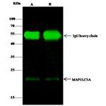 LC3A Antibody in Immunoprecipitation (IP)