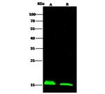 LC3A Antibody in Western Blot (WB)