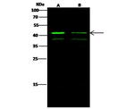 ERK1 Antibody in Western Blot (WB)