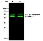 p38 MAPK gamma Antibody in Immunoprecipitation (IP)