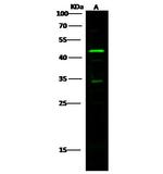 p38 MAPK gamma Antibody in Western Blot (WB)