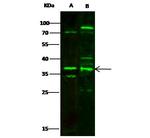 MBD3 Antibody in Western Blot (WB)