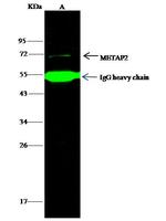 METAP2 Antibody in Immunoprecipitation (IP)