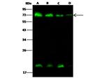 METAP2 Antibody in Western Blot (WB)