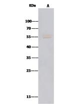 MICA Antibody in Immunoprecipitation (IP)