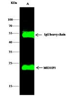 MID1IP1 Antibody in Immunoprecipitation (IP)