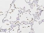 MMP12 Antibody in Immunohistochemistry (Paraffin) (IHC (P))