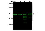 MRE11 Antibody in Western Blot (WB)