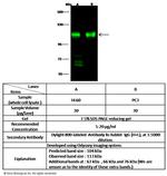 MUSK Antibody in Western Blot (WB)