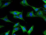 MVP Antibody in Immunocytochemistry (ICC/IF)