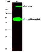 MVP Antibody in Immunoprecipitation (IP)