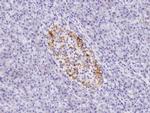 SRC3 Antibody in Immunohistochemistry (Paraffin) (IHC (P))