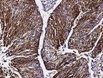 NDRG1 Antibody in Immunohistochemistry (Paraffin) (IHC (P))