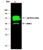 NDRG1 Antibody in Immunoprecipitation (IP)