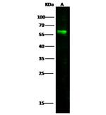 Nectin 1 Antibody in Western Blot (WB)