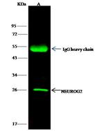 Neurogenin 2 Antibody in Immunoprecipitation (IP)