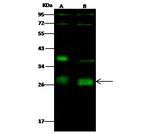 Neurogenin 2 Antibody in Western Blot (WB)