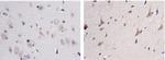 NOV Antibody in Immunohistochemistry (Paraffin) (IHC (P))