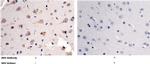 NOV Antibody in Immunohistochemistry (Paraffin) (IHC (P))