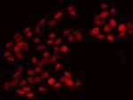 OLIG1 Antibody in Immunocytochemistry (ICC/IF)