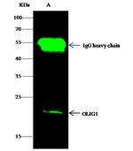 OLIG1 Antibody in Immunoprecipitation (IP)