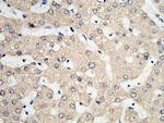 PDI Antibody in Immunohistochemistry (Paraffin) (IHC (P))