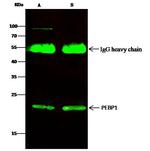 PEBP1 Antibody in Immunoprecipitation (IP)