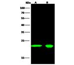 PEBP1 Antibody in Western Blot (WB)