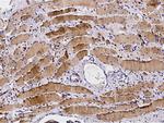 Profilin 2 Antibody in Immunohistochemistry (Paraffin) (IHC (P))