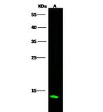 Profilin 2 Antibody in Western Blot (WB)