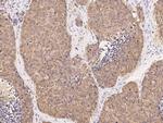 PGD Antibody in Immunohistochemistry (Paraffin) (IHC (P))