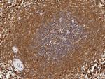 PGD Antibody in Immunohistochemistry (Paraffin) (IHC (P))