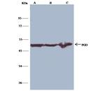 PGD Antibody in Immunoprecipitation (IP)