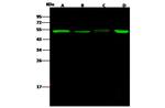 PGD Antibody in Western Blot (WB)