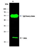 Cyclophilin B Antibody in Immunoprecipitation (IP)