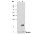 Cyclophilin B Antibody in Western Blot (WB)