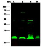 Cyclophilin B Antibody in Western Blot (WB)