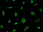 PRC1 Antibody in Immunocytochemistry (ICC/IF)