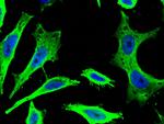 PRDX2 Antibody in Immunocytochemistry (ICC/IF)