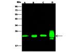 PRDX2 Antibody in Western Blot (WB)