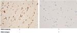 PRDX5 Antibody in Immunohistochemistry (Paraffin) (IHC (P))