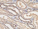 PRDX5 Antibody in Immunohistochemistry (Paraffin) (IHC (P))