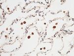 PRDX5 Antibody in Immunohistochemistry (Paraffin) (IHC (P))