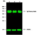 PRDX5 Antibody in Immunoprecipitation (IP)