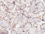 Prolactin Receptor Antibody in Immunohistochemistry (Paraffin) (IHC (P))