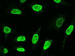 PSMA3 Antibody in Immunocytochemistry (ICC/IF)