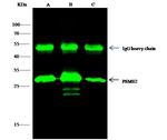 PSME2 Antibody in Immunoprecipitation (IP)