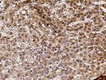 PTPMT1 Antibody in Immunohistochemistry (Paraffin) (IHC (P))